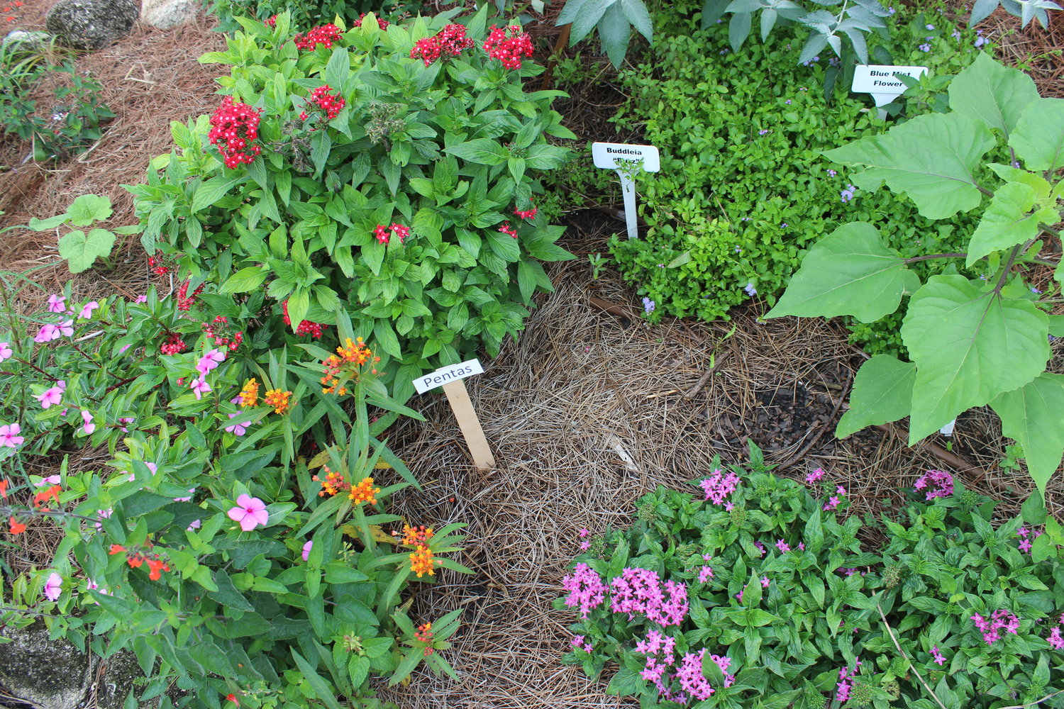 The Beaches Museum’s Heritage garden was bright with flowers during the “Springing the Blooms” event.